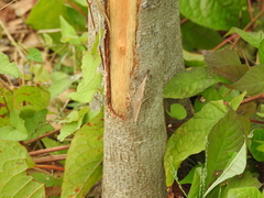 Hamadryas atlantis lelaps