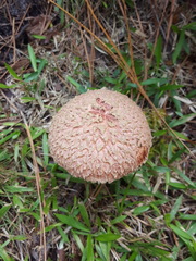 Boletellus ananas image