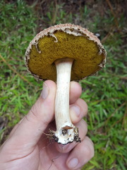 Boletellus ananas image