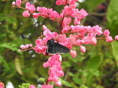 Mysoria affinis
