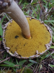 Boletellus ananas image