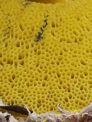 Boletellus ananas image