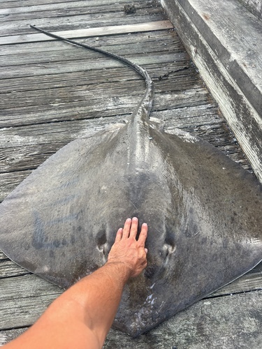 Roughtail stingray (Bathytoshia centroura) — Dasyatidae