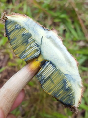 Boletellus ananas image