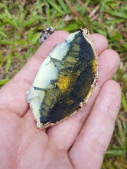 Boletellus ananas image
