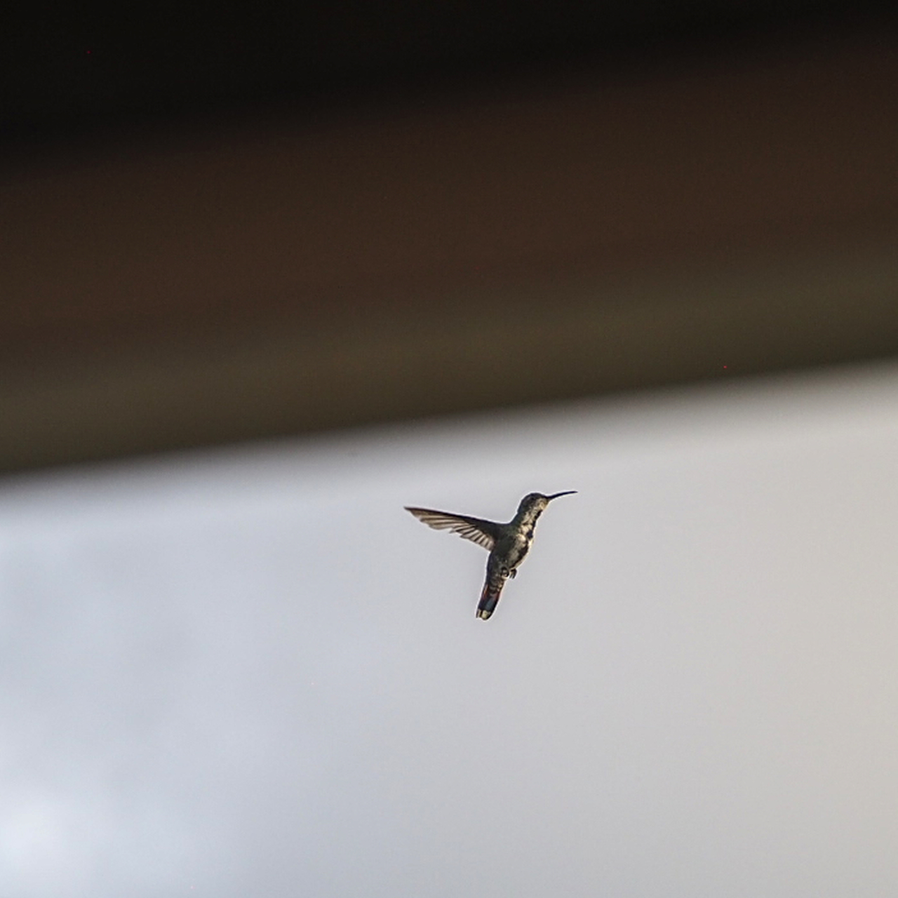 Veraguan Mango (Anthracothorax veraguensis), photo 5