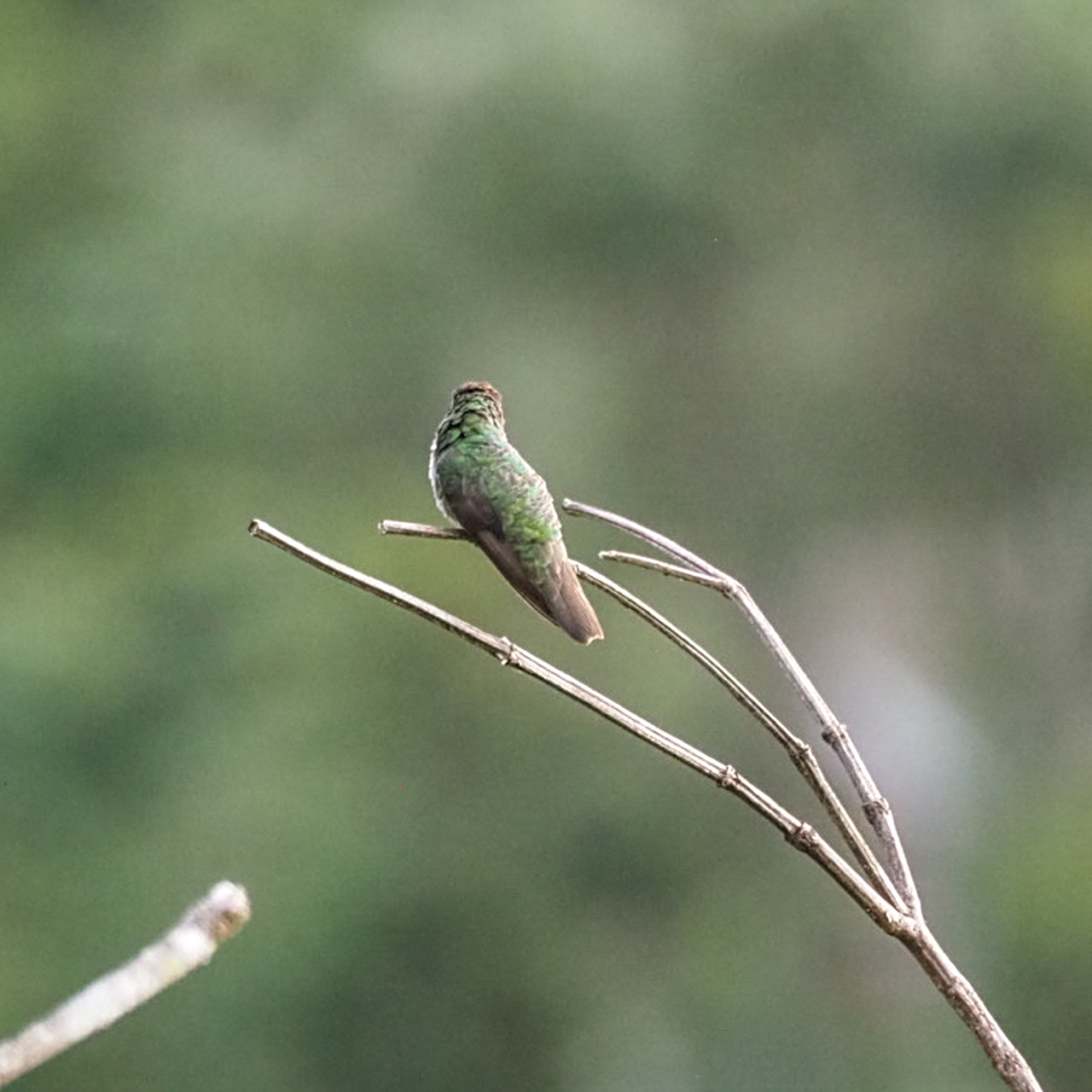 Veraguan Mango (Anthracothorax veraguensis), photo 4