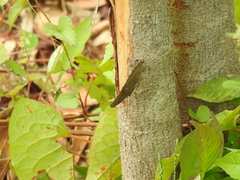 Hamadryas atlantis lelaps