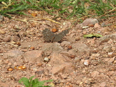 Hamadryas atlantis lelaps