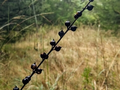 Dasistoma macrophylla