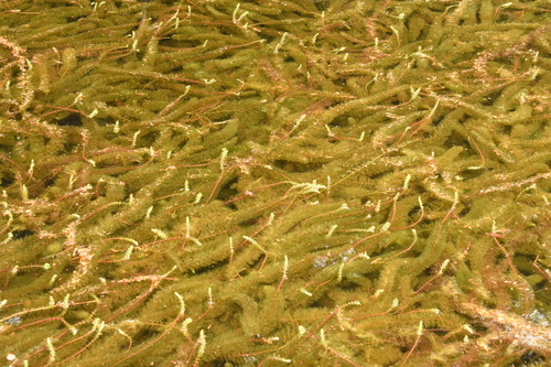 western water-milfoil (Myriophyllum hippuroides)
