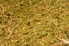 Myriophyllum hippuroides