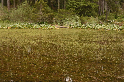 Myriophyllum hippuroides, photograph 1