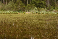 Myriophyllum hippuroides, photograph (c) Gabriel Campbell-Martinez, some rights reserved (CC BY)