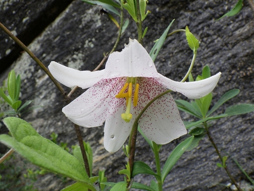 Lilium bakerianum observed 2025-06-25