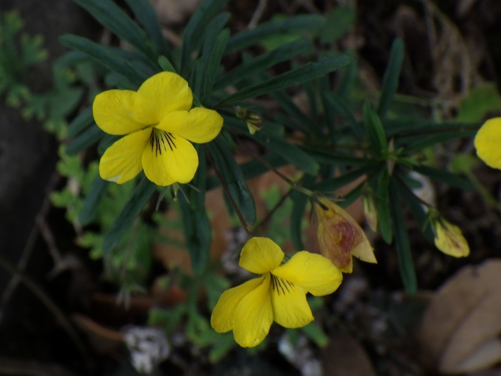 Viola dimorphophylla