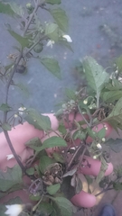 Solanum nigrum