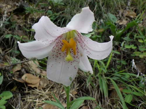 Lilium bakerianum observed 2025-06-25