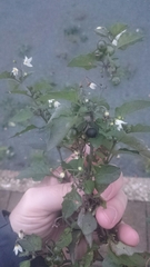 Solanum nigrum