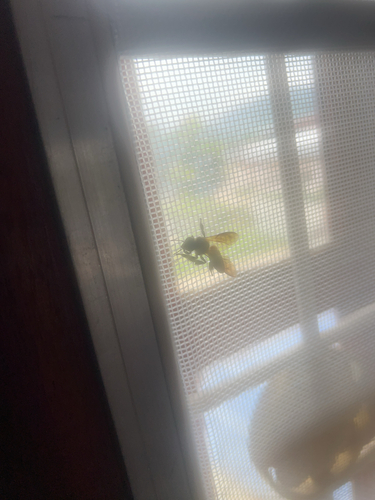 Giant Honey Bee