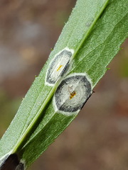 Asteromyia carbonifera image
