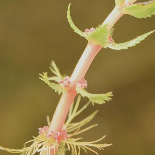 Myriophyllum hippuroides, photograph 2