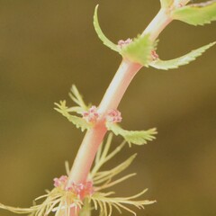 Myriophyllum hippuroides, photograph (c) Gabriel Campbell-Martinez, some rights reserved (CC BY)