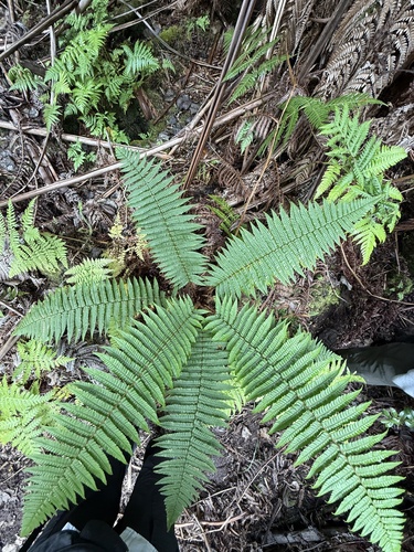 Dryopteris wallichiana observed 2025-07-05