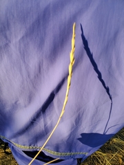 Thinopyrum intermedium intermedium