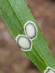 Image of Asteromyia carbonifera