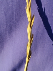 Thinopyrum intermedium intermedium