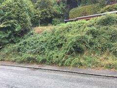 Artemisia verlotiorum