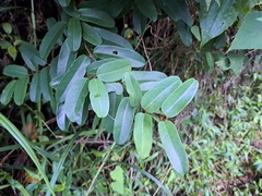 (c) vrxz, some rights reserved (CC BY-SA) Cryptolepis sinensis, photograph (c) vrxz, some rights reserved (CC BY-SA)