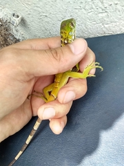 Ctenosaura pectinata