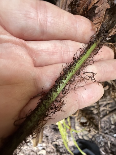 Dryopteris fuscoatra