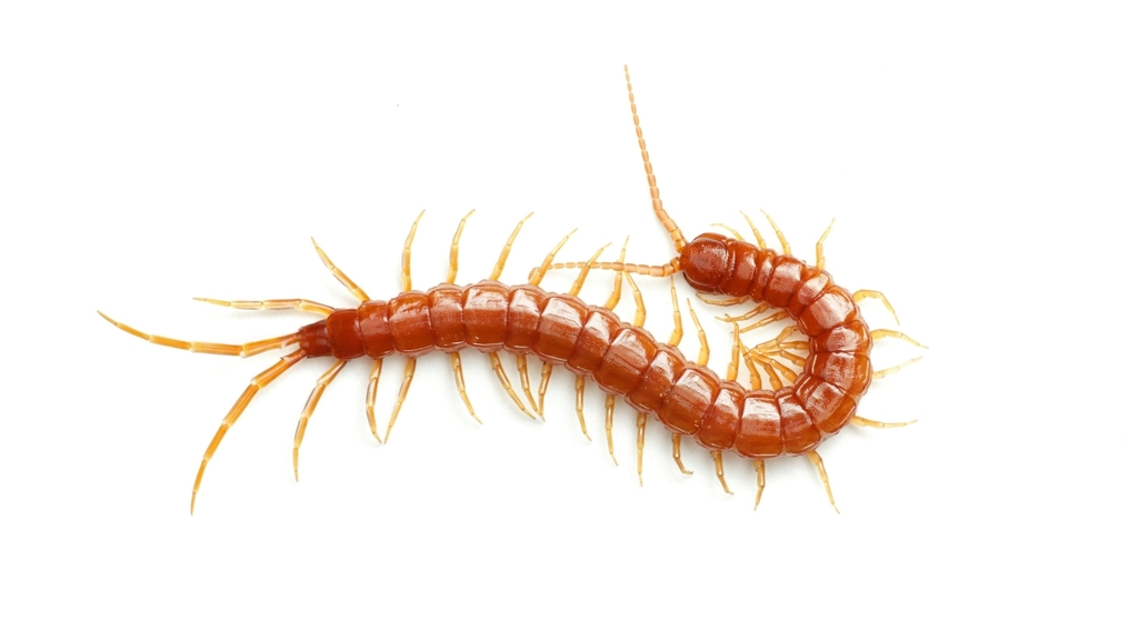 Thorn-tailed Bark Centipede