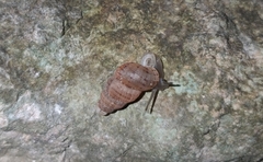 Choanopomops largillierti