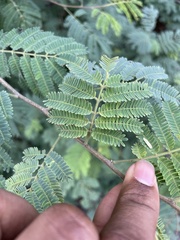 Bitter Albizia (Albizia amara)