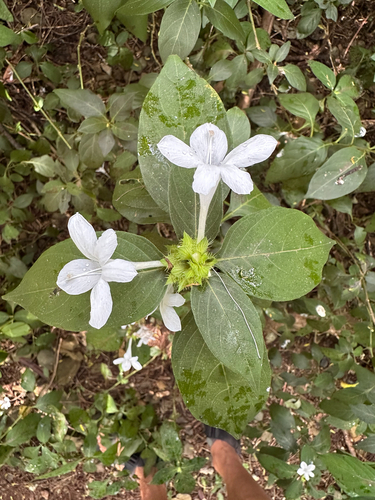 Barleria cristata observed 2025-07-06