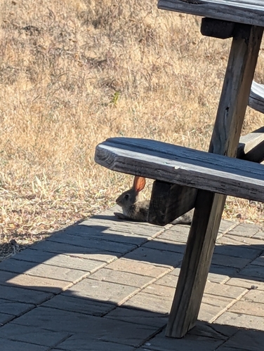 iNaturalist observation photo of Brush Rabbit