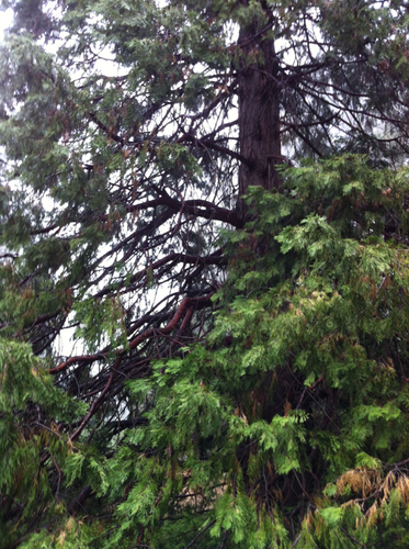 iNaturalist observation photo of California incense-cedar