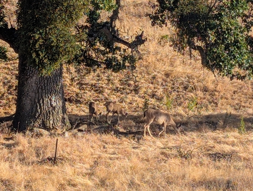 iNaturalist observation photo of Columbian Black-tailed Deer