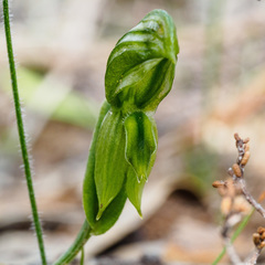Pterostylis smaragdyna