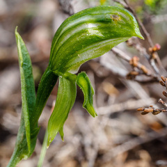 Pterostylis smaragdyna