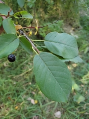 Prunus virginiana