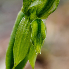 Pterostylis smaragdyna