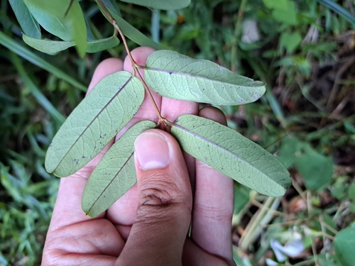 Cryptolepis sinensis, photograph 3