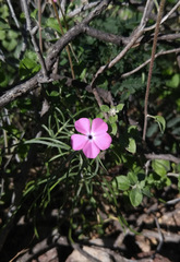Phlox nana