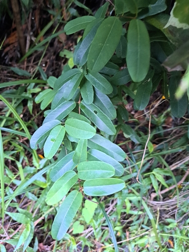 Cryptolepis sinensis, photograph 4