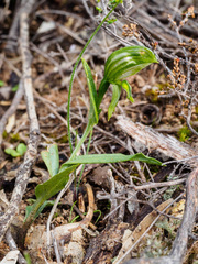 Pterostylis smaragdyna